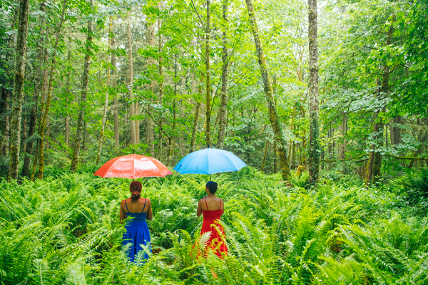 Forest Wellness Retreat